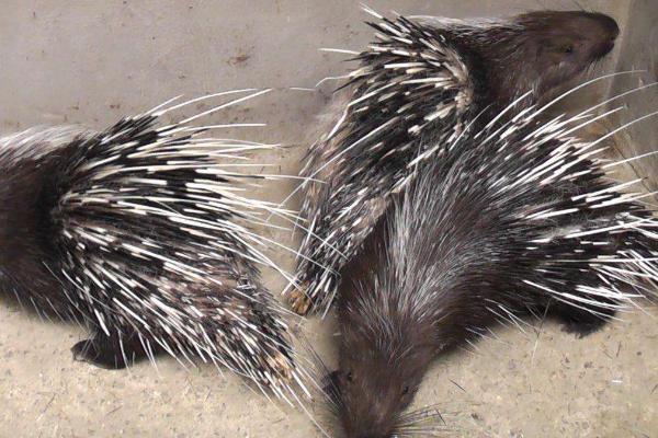 豪豬種苗價格多少錢一只?