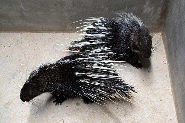 豪豬種苗價格多少錢一只?