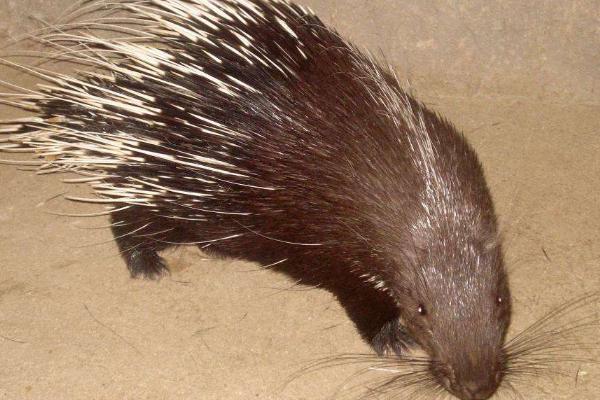 豪豬種苗價格多少錢一只?