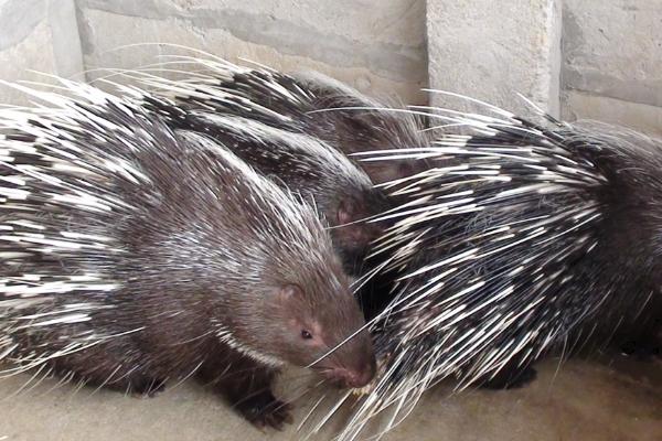 豪豬種苗價格多少錢一只?