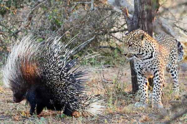 豪豬天敵是誰？