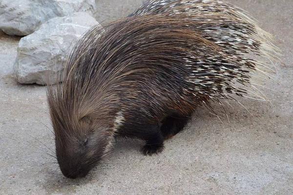 豪豬天敵是誰？