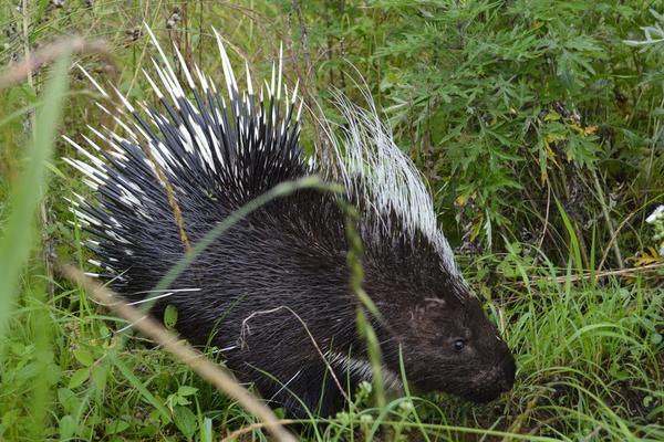 豪豬天敵是誰？