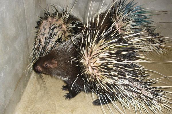 豪豬天敵是誰？