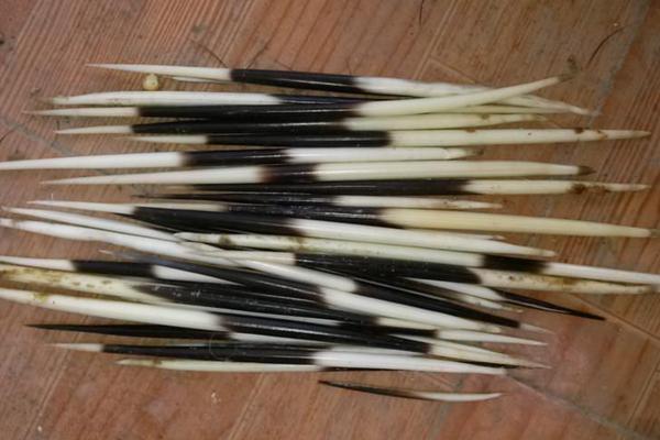 豪豬天敵是誰？