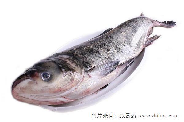 花鰱魚的家常做法大全