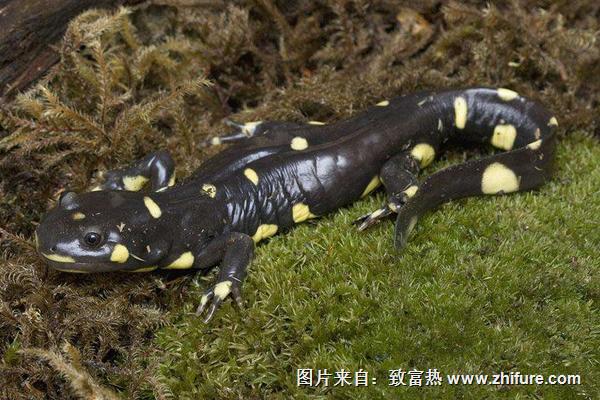 蠑螈是娃娃魚嗎？