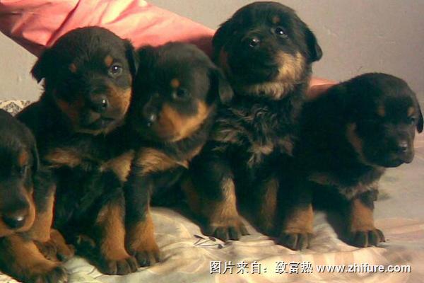 肉狗養(yǎng)殖成本要多少錢？