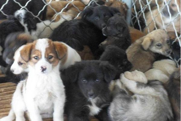 肉狗養(yǎng)殖成本要多少錢?