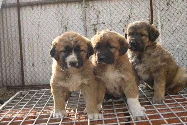 肉狗養(yǎng)殖成本要多少錢?