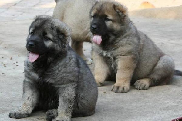 肉狗養(yǎng)殖成本要多少錢?