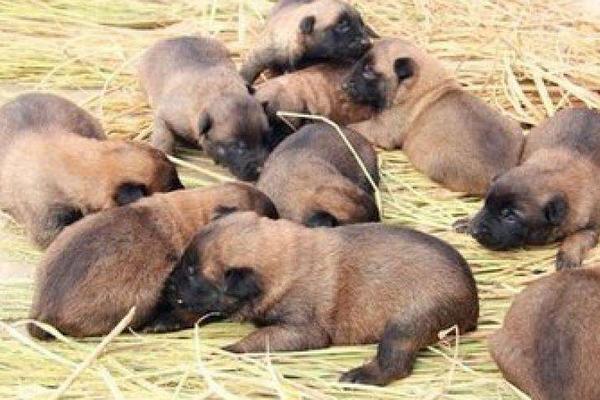 肉狗養(yǎng)殖成本要多少錢?