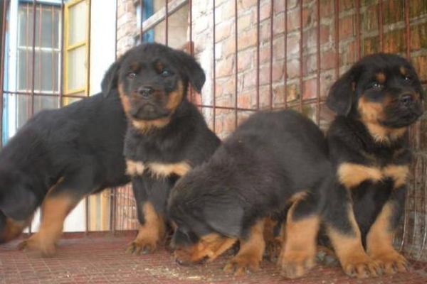 肉狗養(yǎng)殖成本要多少錢?