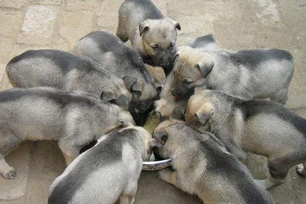 肉狗養(yǎng)殖成本要多少錢?