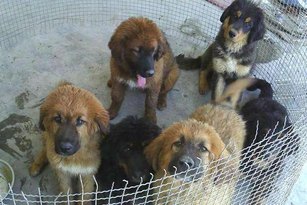 肉狗養殖技術視頻