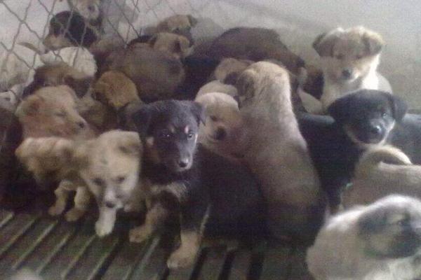 肉狗養殖技術視頻