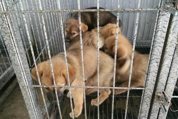 肉狗養殖技術視頻