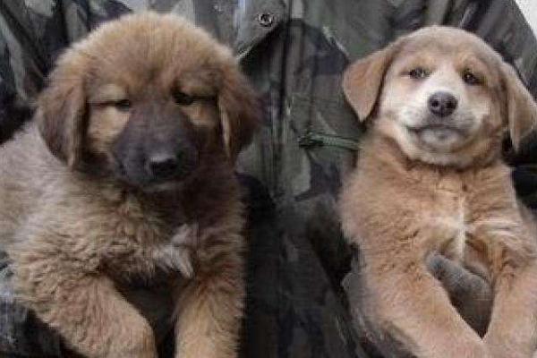 肉狗養殖技術視頻