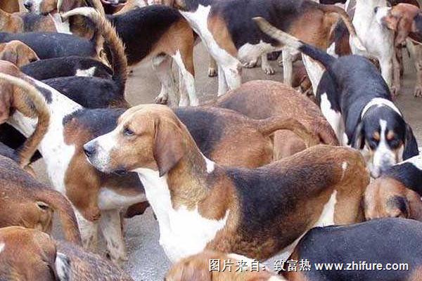 肉狗養(yǎng)殖技術