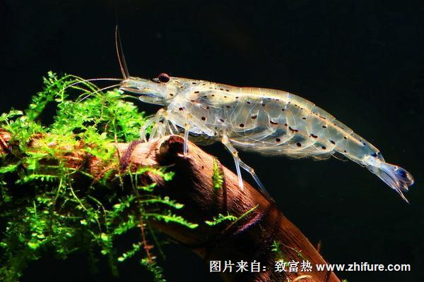 觀賞蝦有哪些品種和類別？