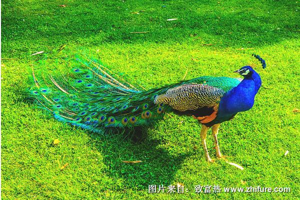 2018養孔雀賺錢嗎？孔雀養殖的利潤與投資成本及前景預測