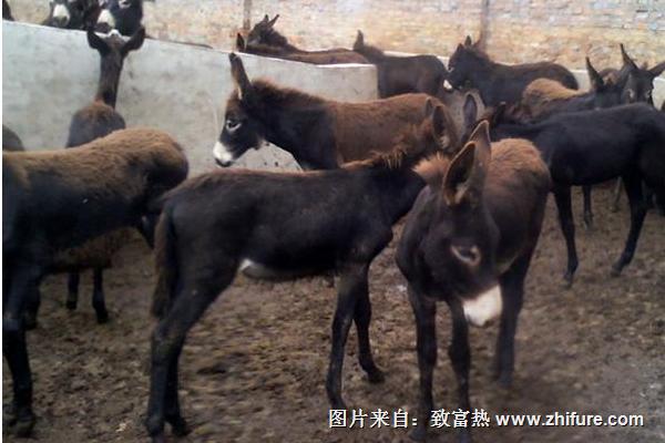 2018養驢賺錢嗎？養驢的利潤與投資成本及前景預測