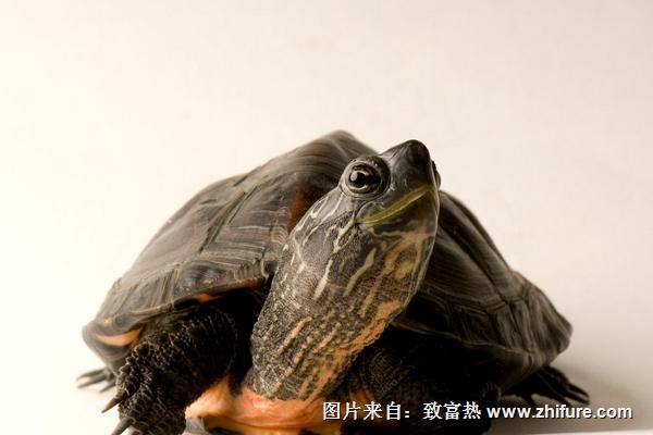 黑頸烏龜價(jià)格多少錢一只？