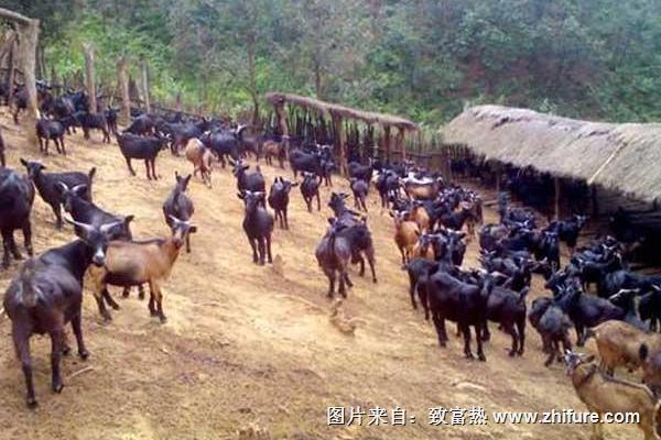 2018養(yǎng)山羊賺錢嗎？山羊養(yǎng)殖的利潤與投資成本及前景預(yù)測