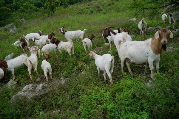 2018養山羊賺錢嗎？山羊養殖的利潤與投資成本及前景預測
