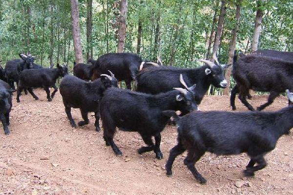 2018養山羊賺錢嗎？山羊養殖的利潤與投資成本及前景預測