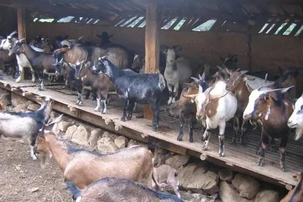 2018養山羊賺錢嗎？山羊養殖的利潤與投資成本及前景預測