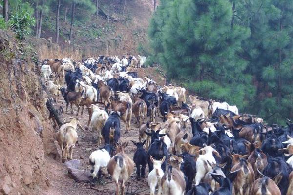 2018養山羊賺錢嗎？山羊養殖的利潤與投資成本及前景預測