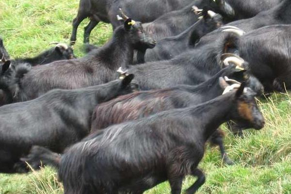 2018養山羊賺錢嗎？山羊養殖的利潤與投資成本及前景預測