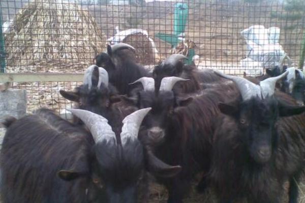 2018養山羊賺錢嗎？山羊養殖的利潤與投資成本及前景預測