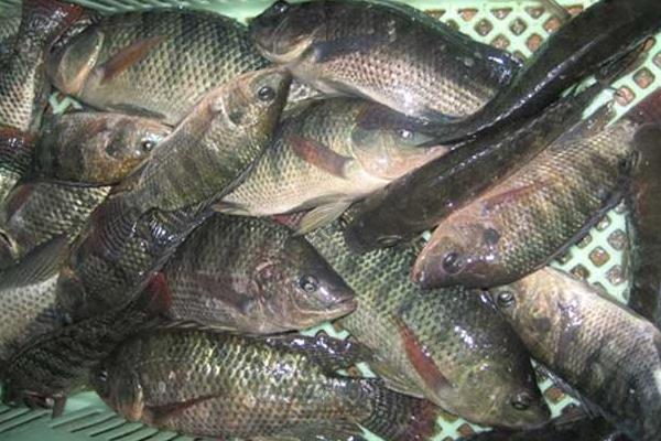 養一畝羅非魚能賺多少錢?養羅非魚的成本和利潤