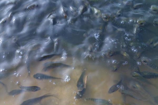 養一畝羅非魚能賺多少錢?養羅非魚的成本和利潤