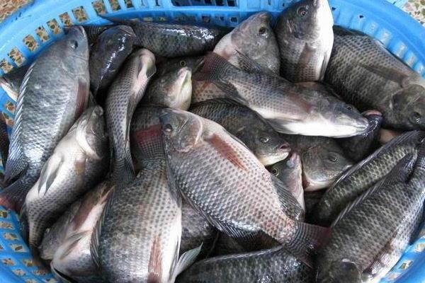 養一畝羅非魚能賺多少錢?養羅非魚的成本和利潤