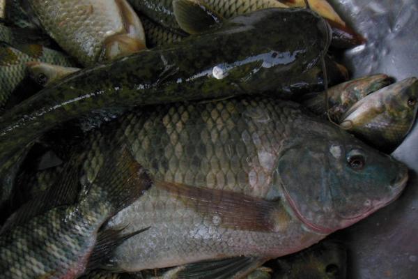 養一畝羅非魚能賺多少錢?養羅非魚的成本和利潤