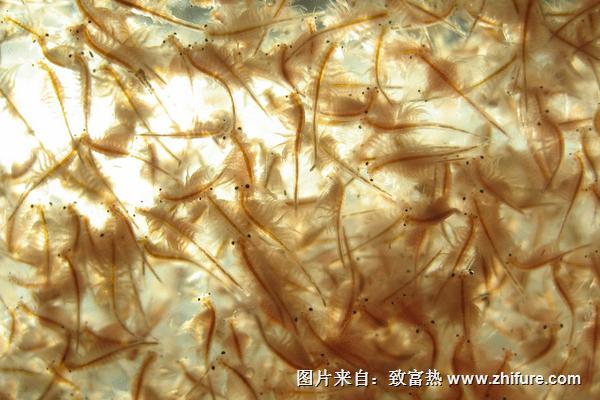 豐年蝦養殖技術