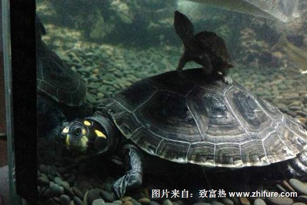 家里養甲魚風水