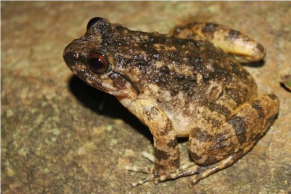 養一畝石蛙能賺多少錢?養石蛙的成本和利潤
