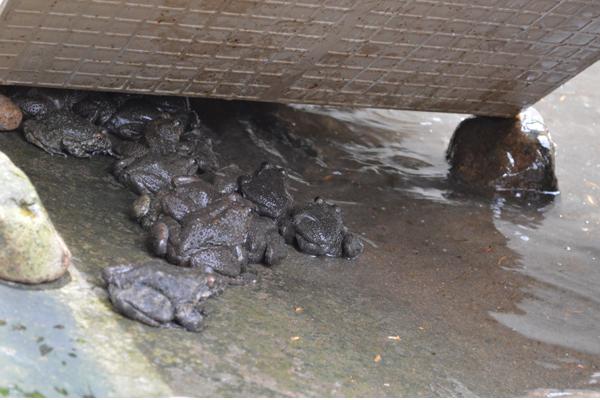 養一畝石蛙能賺多少錢?養石蛙的成本和利潤