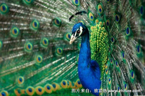 藍孔雀養殖要投資多少錢？