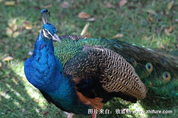 藍孔雀苗價格多少錢一只？