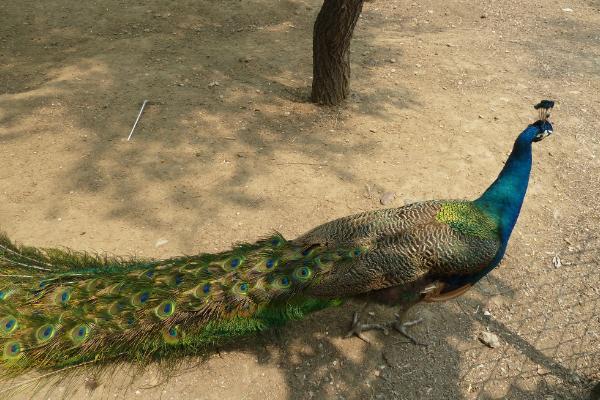 藍孔雀苗價格多少錢一只?