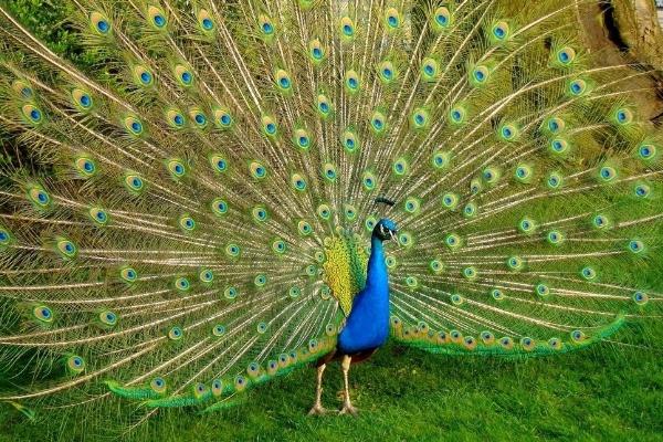 藍孔雀苗價格多少錢一只?