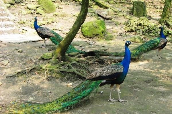 藍孔雀苗價格多少錢一只?