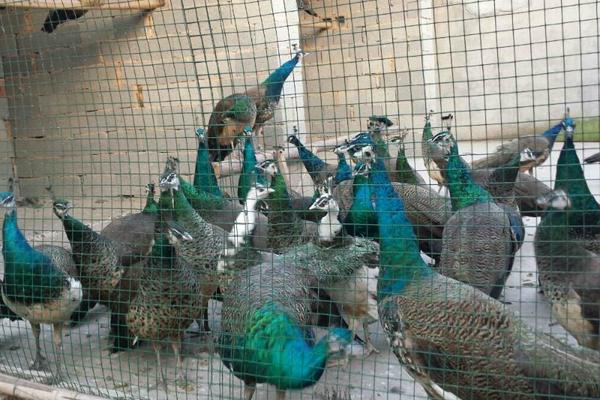 藍孔雀苗價格多少錢一只?