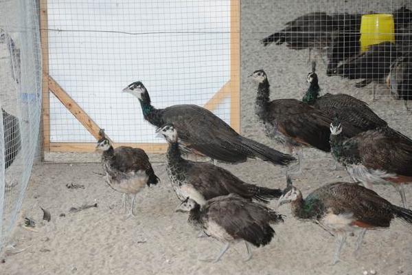 藍孔雀苗價格多少錢一只?