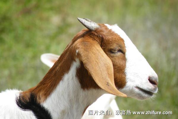 波爾山羊價格多少錢一只?